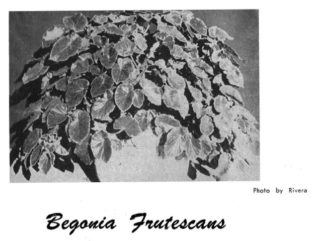 B. ‘Frutescans’